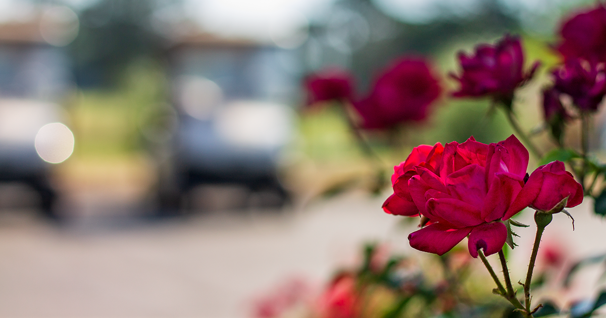 Roses at Lancaster Golf Club